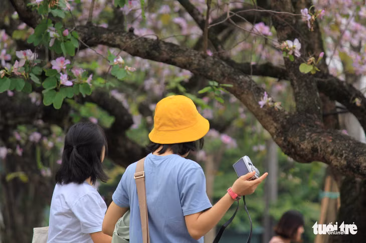 Trong dịp cuối tuần này, đường hoa ban Bắc Sơn là lựa chọn hết sức thú vị cho các bạn trẻ - Ảnh: NGUYỄN HIỀN