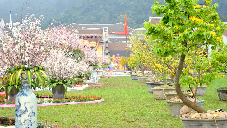 Con đường hoa được tạo nên từ hoa Anh đào và Mai vàng Yên Tử.