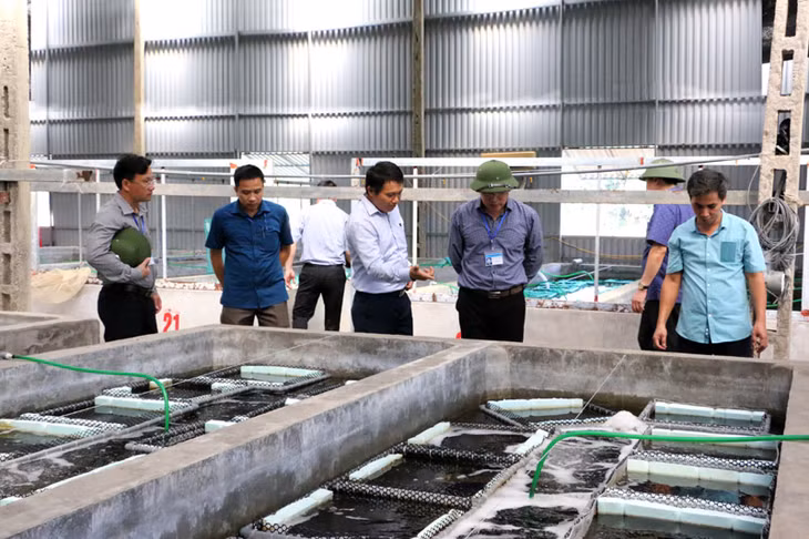 Mô hình nuôi bào ngư thương phẩn tại xã Thanh Lân đã mang lại hiệu quả kinh tế cao