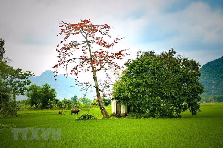 Bức tranh làng quê tuyệt đẹp với cây gạo thắp lửa giữa cánh đồng. Ảnh chụp tại huyện Yên Mô, Ninh Bình. (Ảnh: Minh Đức/TTXVN)