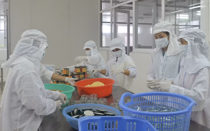 Sản phẩm ruốc cơ trai của Công ty Sản xuất và thương mại Thủy sản Quảng Ninh, huyện Vân Đồn là một trong 2 sản phẩm OCOP xếp hạng 5 sao