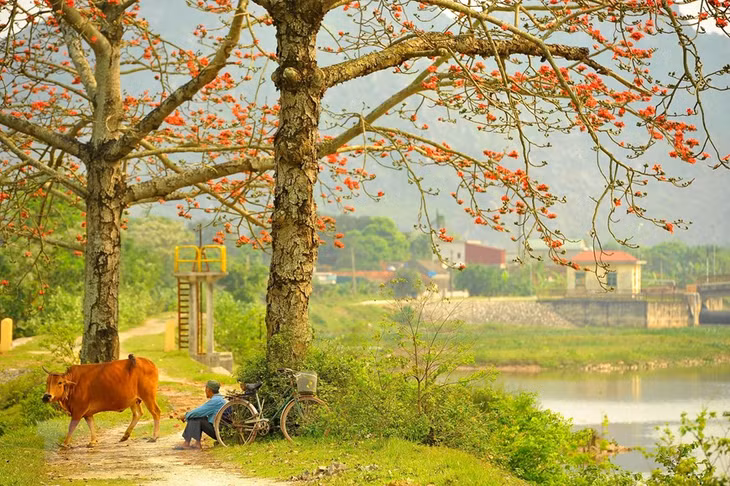 Phút nghỉ ngơi của người nông dân dưới gốc cây gạo.(Ảnh: Minh Đức/TTXVN)