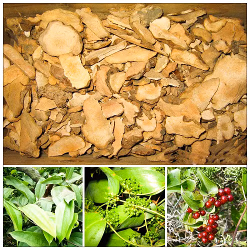 Thổ phục linh trong các bài thuốc chữa bệnh gút có tác dụng giải độc cơ thể.