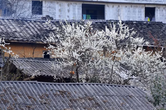 Nổi bật giữa nền đen của những nếp nhà lợp ngói âm dương, hoa mận nở trắng xóa như tuyết.