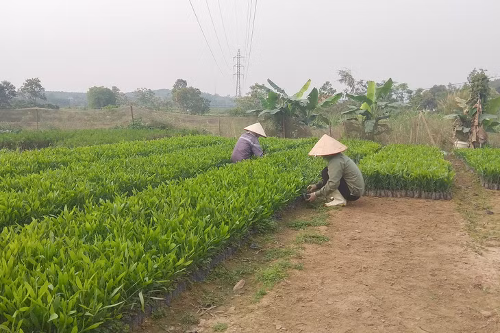 Phát huy tốt nguồn vốn vay, nhiều hộ dân xã Lê Lợi đã có thu nhập khá bằng mô hình đầu tư ươm giống cây keo tai tượng, vừa bán cây con, vừa trồng trên diện tích rừng của gia đình.
