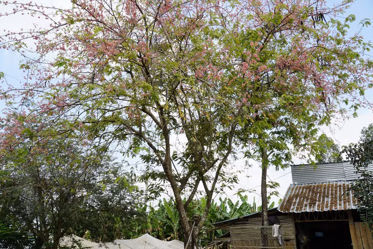 Không cần hoa kiểng, chỉ một cây ô môi cạnh nhà cũng trở thành cảnh sắc đẹp - Ảnh: NGỌC TÀI