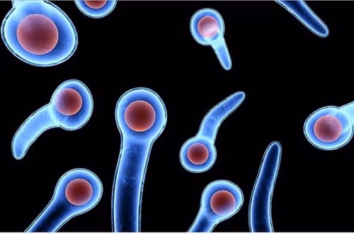 Hình ảnh vi khuẩn uốn ván Clostridium tetani dưới kính hiển vi.