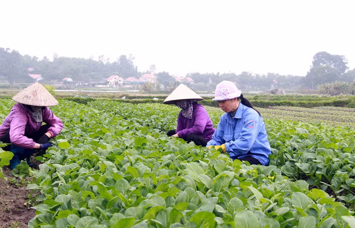 Phát huy lợi thế về thổ nhưỡng, nông dân Thị xã Quảng Yên đã chủ động thoát nghèo, tích cực tham gia xây dựng NTM thông qua việc phát triển các vườn rau an toàn.