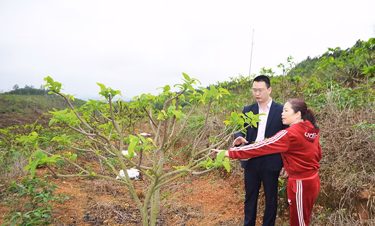 Lãnh đạo Ngân hàng chính sách xã hội huyện Hoành Bồ kiểm tra mô hình phát triển kinh tế.