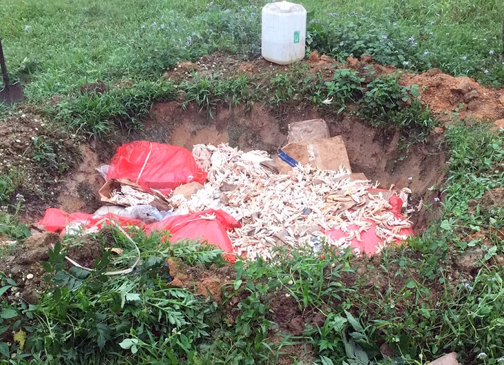 Tiêu hủy 600kg chân gà đã phân hủy.