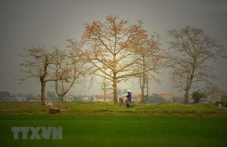 Hàng cây gạo nở rực rỡ.