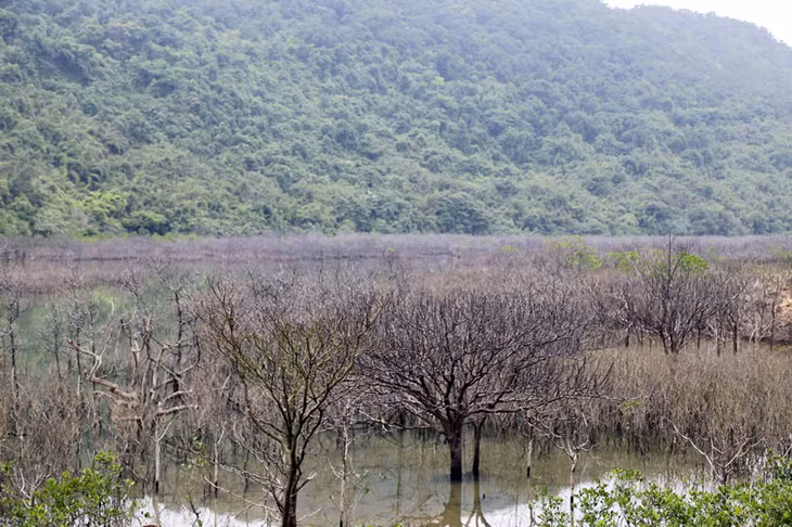 Trong đầm Khe Vù, phần lớn diện tích cây rừng ngập mặn đã chết khô.