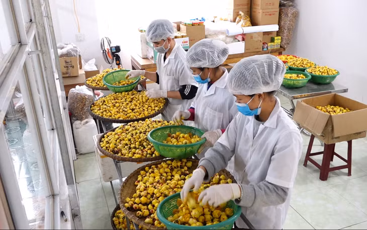 Nhiều mô hình phát triển kinh tế của người nông dân đã và đang mang lại hiệu quả kinh tế cao, đóng góp tích cực vào sự phát triển của địa phương. (Trong ảnh: Sơ chế, đóng gói Chè hoa vàng tại cơ sở trồng, chế biến Chè hoa vàng của anh Nịnh Văn Trắng, huyện Ba Chẽ).