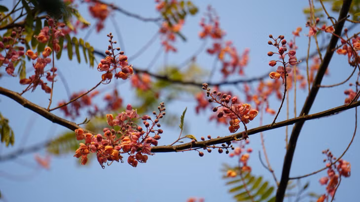 Bông ô môi mọc thành từng chùm, mỗi khi hoa nở rộ sẽ trở thành nét đẹp bình dị ở thôn quê miền Tây - Ảnh: NAM CƯỜNG