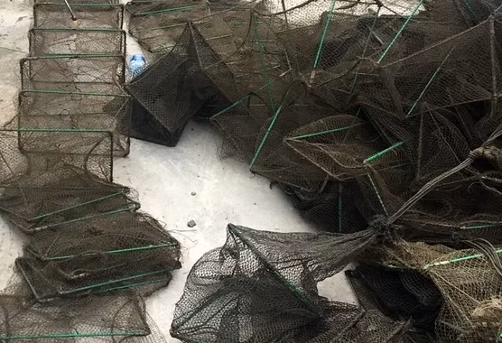 Hiện loại hình KTTS bằng lồng bát quái đã giảm hẳn