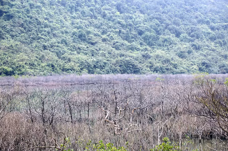 Nguyên nhân ban đầu được Hạt Kiểm lâm và xã Cái Chiên xác định là do việc thi công 