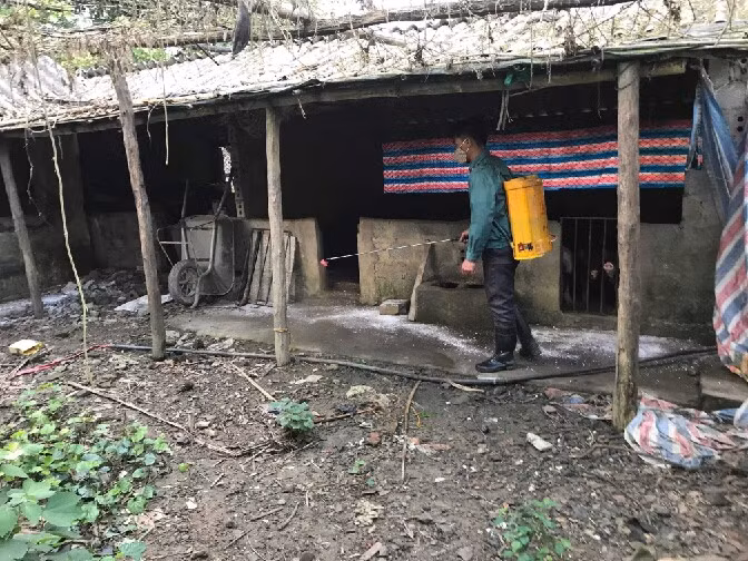 “Phòng bệnh là chính, chống dịch kịp thời” là phương châm ứng phó của huyện Hoành Bồ trước diễn biến khó lường của dịch tả lợn châu Phi.