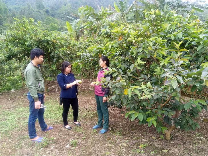 Cán bộ Hội Nông dân xã Lục Hồn trao đổi với hộ bà Trần Thị Sủi, thôn Ngàn Mèo Dưới về hướng mở rộng mô hình trồng ổi lê.
