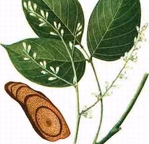 Vị thuốc huyết rồng (kê huyết đằng).