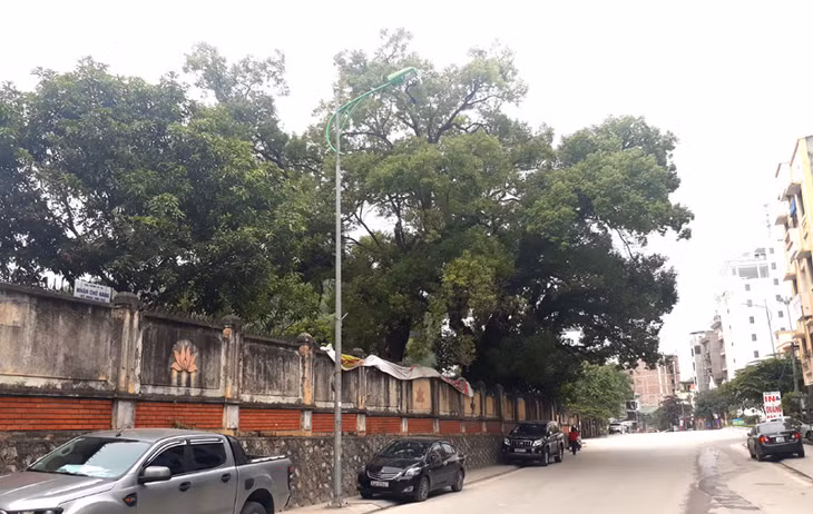 Hai cây long não trong khuôn viên Đoàn An dưỡng 22 hải quân.