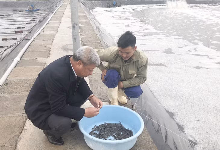 Kiểm tra tôm tại ao nuôi thương phẩm 