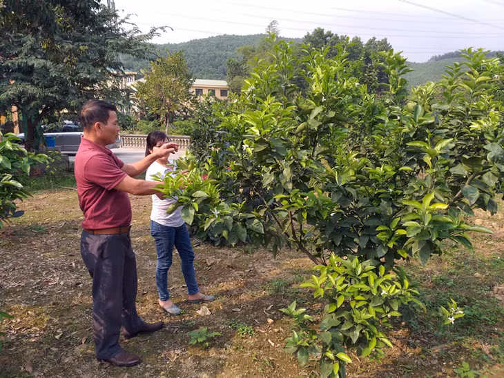 Cán bộ xã Dương Huy tìm hiểu kỹ thuật trồng cam tại trang trại của gia đình chị Đoàn Thị Toan