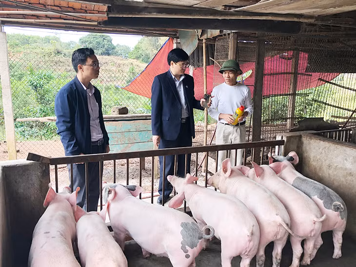 Lãnh đạo TP Cẩm Phả kiểm tra công tác phòng dịch tả lợn châu Phi tại xã Cộng Hòa.