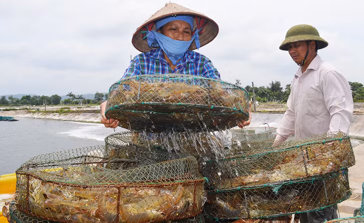 Nghề nuôi tôm ở Móng Cái mang lại nguồn thu lớn cho người dân