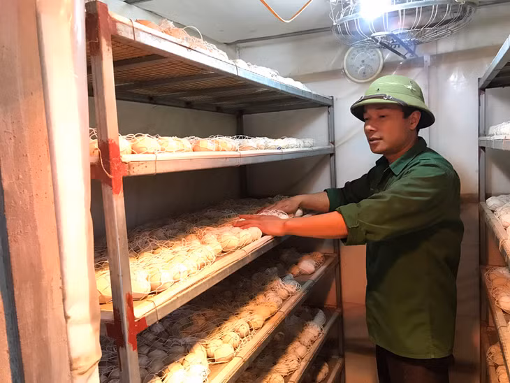 Nông dân Đầm Hà làm giàu từ nhân cung cấp giống gà, ngan cho các hộ chăn nuôi địa phương. 