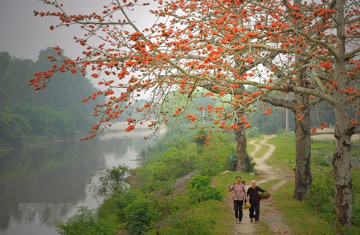 Hoa gạo đơm bông đỏ rực.(Ảnh: Minh Đức/TTXVN)