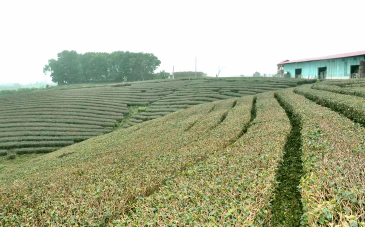 Vẻ đẹp của đồi chè tại thôn 9, xã Quảng Long (Hải Hà). Ảnh: Thu Nguyệt