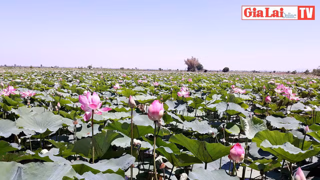 Ảnh: Báo Gia Lai