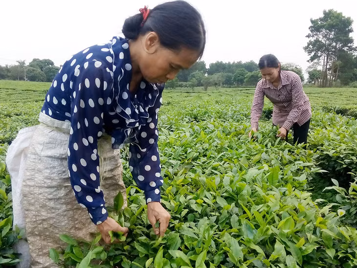 Người dân xã Quảng Long tích cực mở rộng mô hình trồng chè theo tiêu chuẩn VietGap