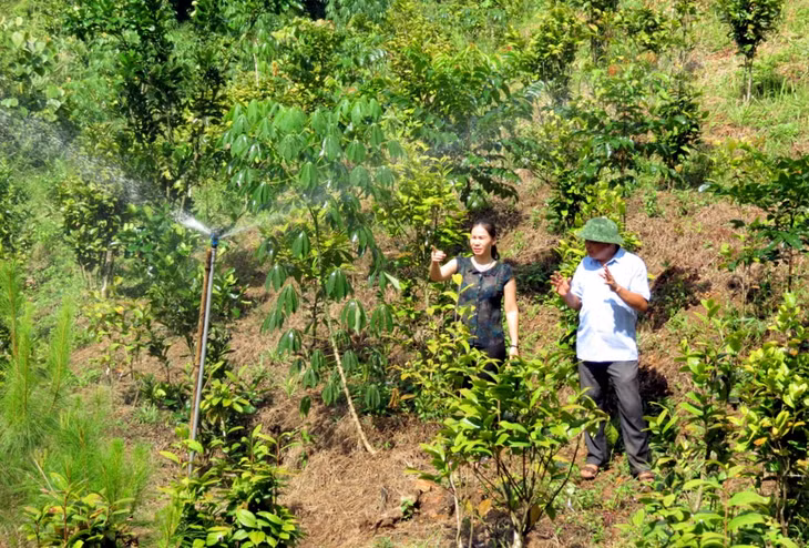 Các đồi trồng trà hoa vàng trên địa bàn huyện Ba Chẽ được đầu tư, trang bị hệ thống tưới nước tự động.