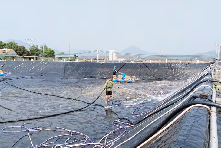 Vệ sinh ao nuôi trước khi thả tôm.