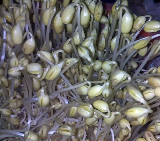 Giá đậu tương