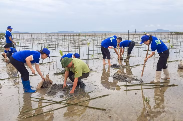 Rừng ngập mặn xã Quảng Minh (huyện Hải Hà) được trồng mới nhân Hưởng ứng Ngày Môi trường thế giới năm 2018.