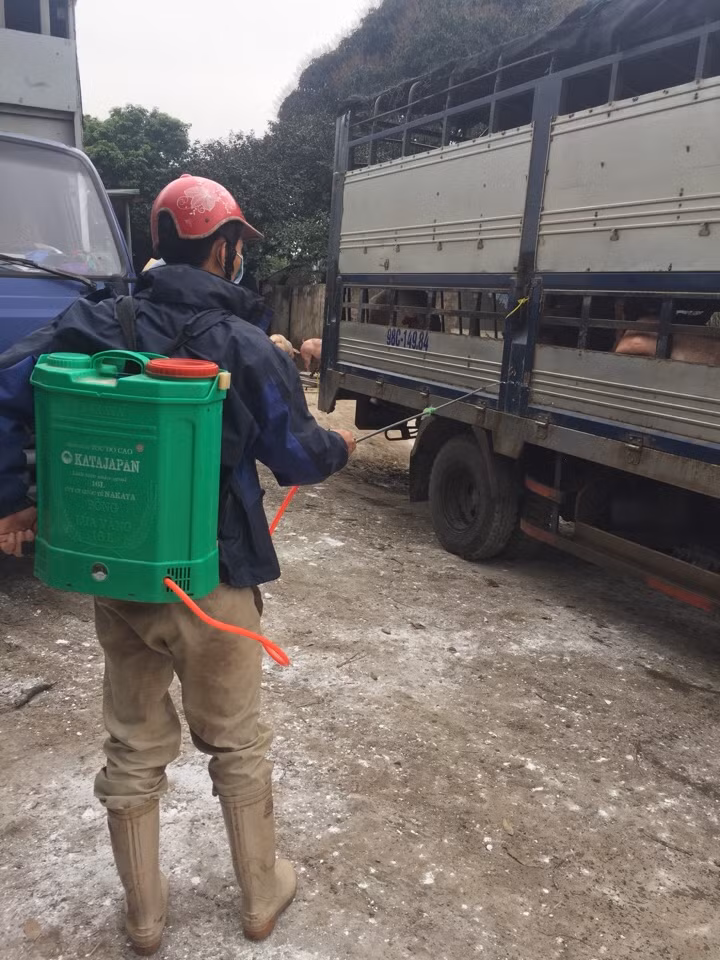 TP Hạ Long triển khai tích cực các giải pháp cấp bách phòng, chống dịch tả lợn Châu phi