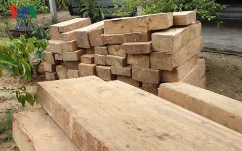  Số gỗ dỗi rừng mà cơ quan chức năng bắt giữ.