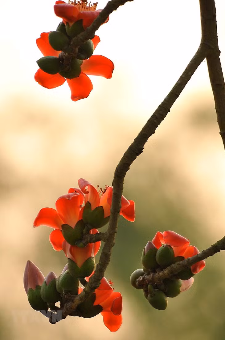 Hoa gạo cánh dày, màu đỏ cam rực rỡ như những đốm lửa. (Ảnh: Minh Đức/TTXVN)