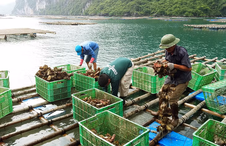 Khoản thu từ tiền thuê mặt nước là một trong những nguồn thu đạt cao. Trong ảnh: Bè nuôi hàu của các hộ xã Bản Sen.
