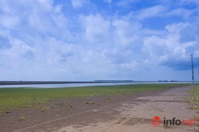 Cỏ xanh trên bãi cát.