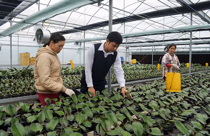 Giám đốc HTX Tín Phát Đỗ Mạnh Hùng (ngoài cùng bên trái) và các kỹ thuật viên của HTX kiểm tra sự phát triển của hoa lan hồ điệp.