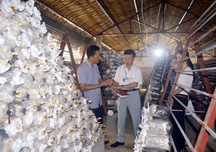 Đoàn kiểm tra của Chi cục Quản lý chất lượng nông, lâm, thuỷ sản kiểm tra cơ sở sản xuất nấm Thịnh Phát để đánh giá, xếp loại và cấp giấy chứng nhận cơ sở đủ điều kiện an toàn thực phẩm.