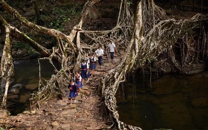  Người dân ở bang Meghalaya, Đông Bắc Ấn Độ không cần phải xây dựng cầu. Những rễ cây ở đây đã phát triển mạnh mẽ và kết nối lại thành cầu. Một cây cầu rễ cây như vậy có sức chứa đến 50 người. (ảnh: Reddit).
