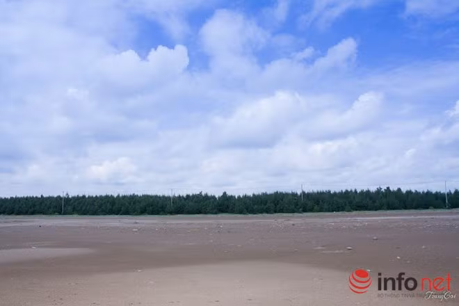 Hàng cây xanh ngút tầm mắt