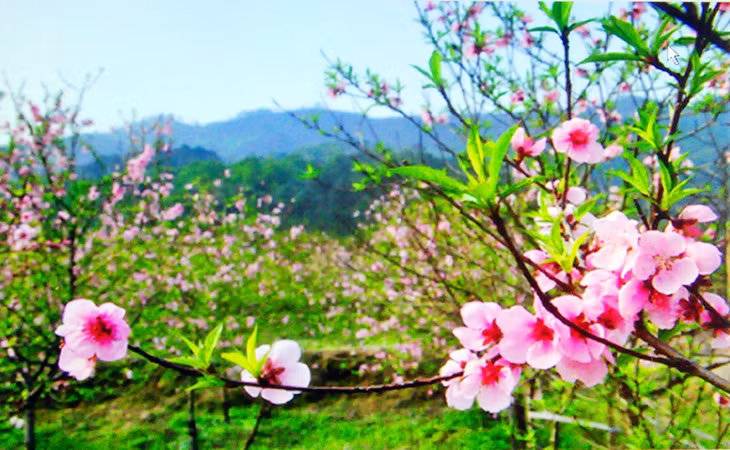 Đào phai Vân Đồn.