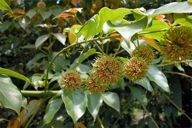 Câu đằng là vị thuốc trong bài “Thiên ma câu đằng ẩm” trị đau đầu do can khí nghịch.