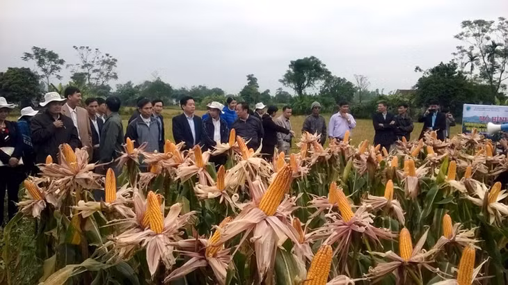Các đại biểu tham quan mô hình