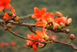 Cây hoa gạo.